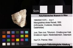 Foto (Objket + Etiketten) von Mesogalathea striata (Remeš, 1895) 